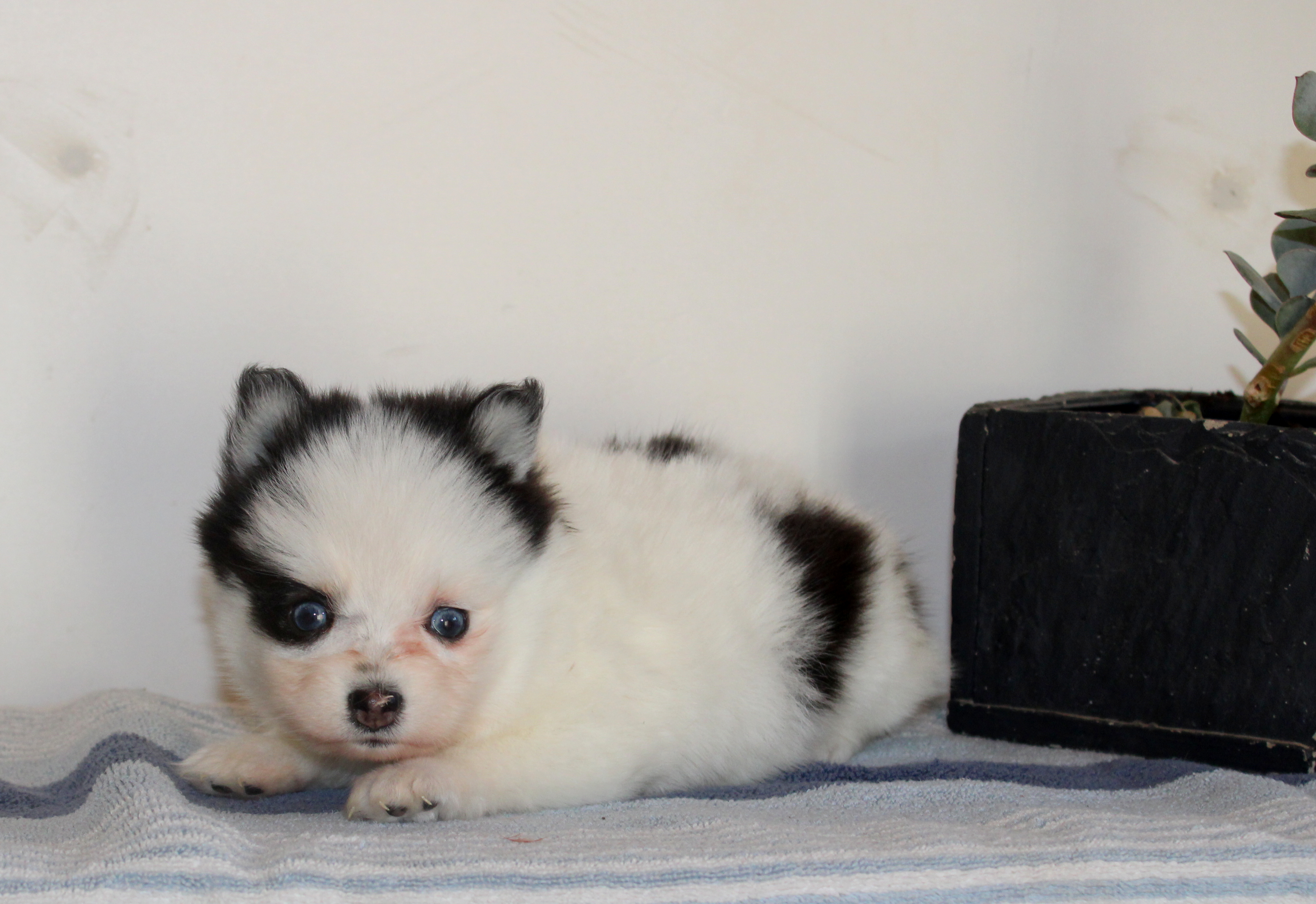 puppy, for, sale, Pomsky, Matthew B. Stoltzfus, dog, breeder, Gap, PA, dog-breeder, puppy-for-sale, forsale, nearby, find, puppyfind, locator, puppylocator, aca